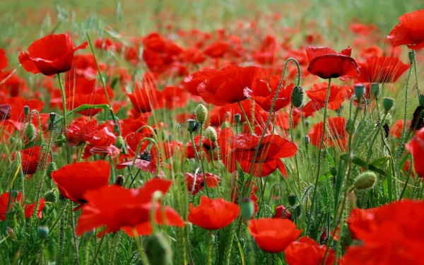 Red-Poppies