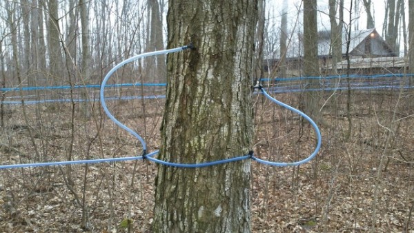 Roy Wood - Maple tapping in 21st century